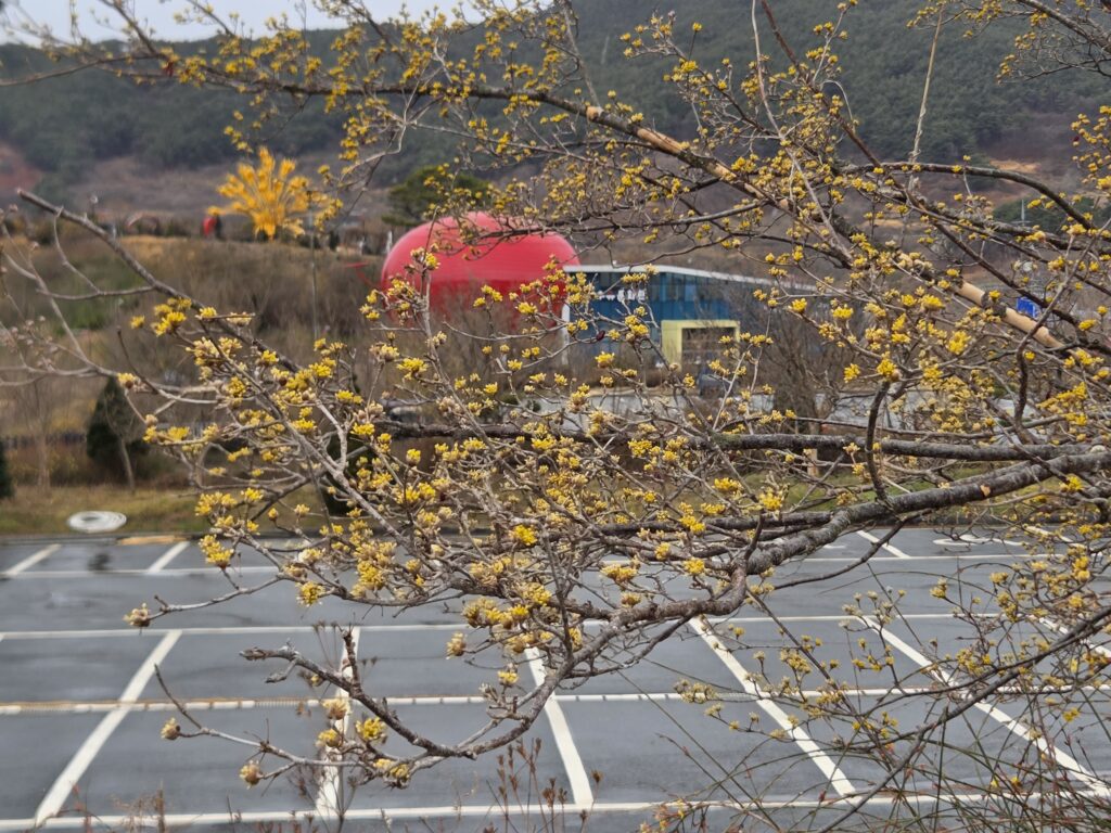 2026 구례 산수유꽃축제 개화상태3